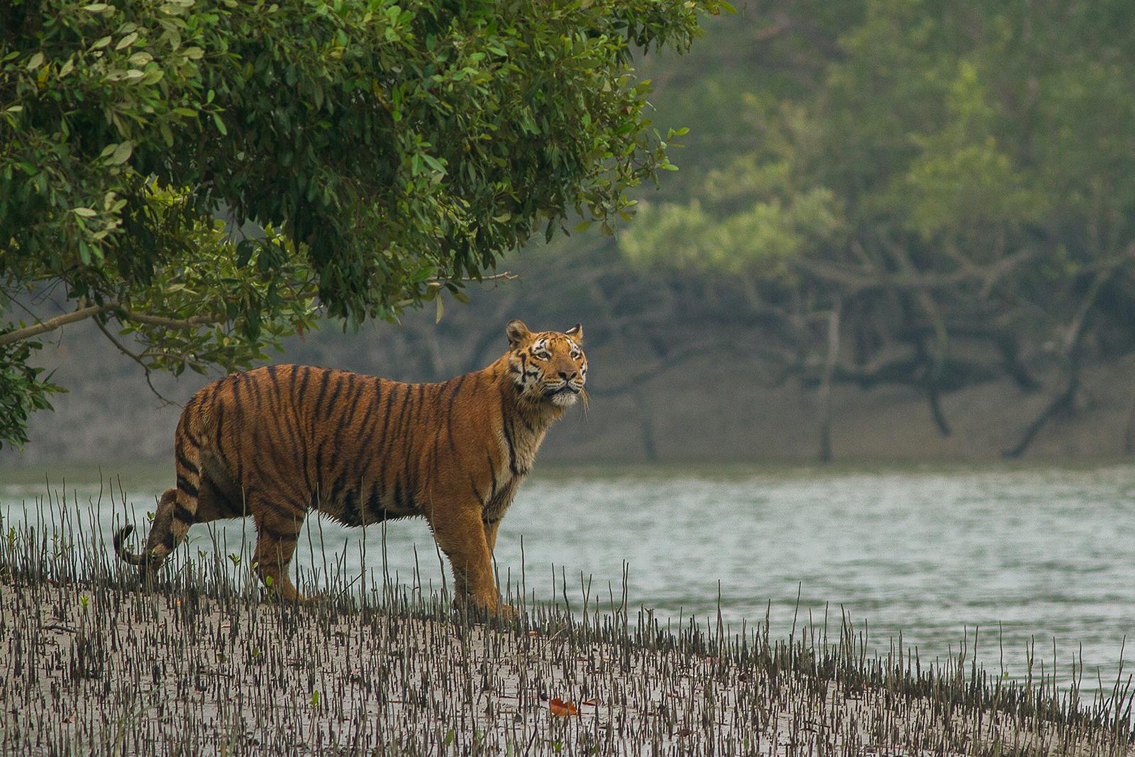 bengal-tigers-in-the-sundarbans-mangroves-one-earth